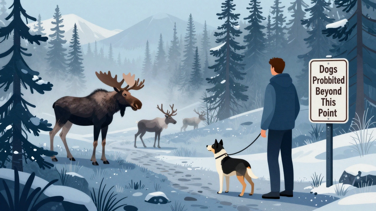 Dog on leash at edge of restricted trail in Denali National Park with wildlife in background.
